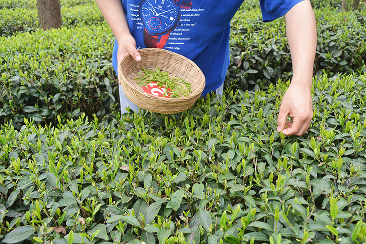 贵州茶叶