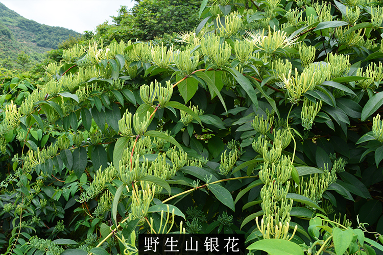 绥阳金银花