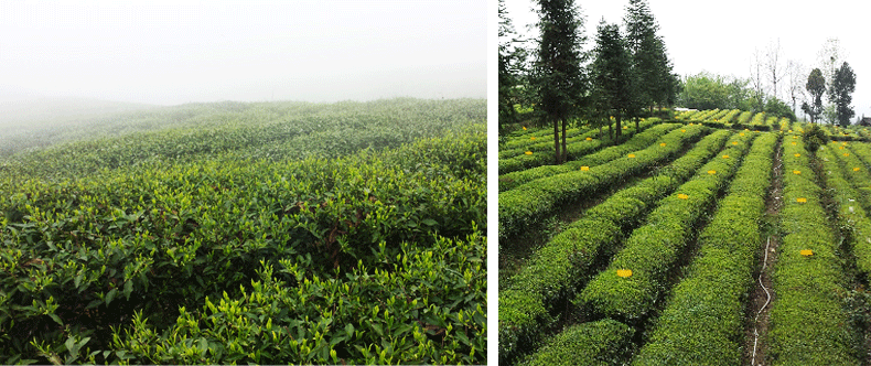 好百年茶叶基地