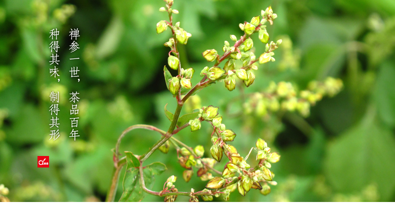 好百年苦荞麦