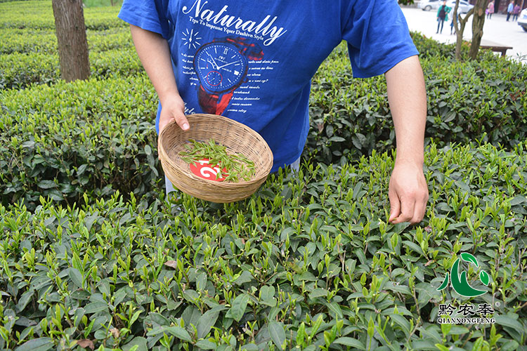 贵州茶叶