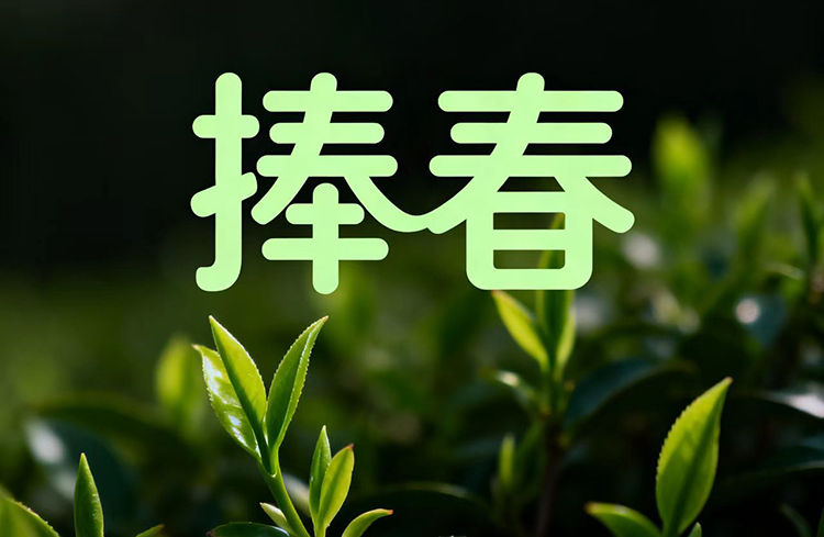 捧春茶